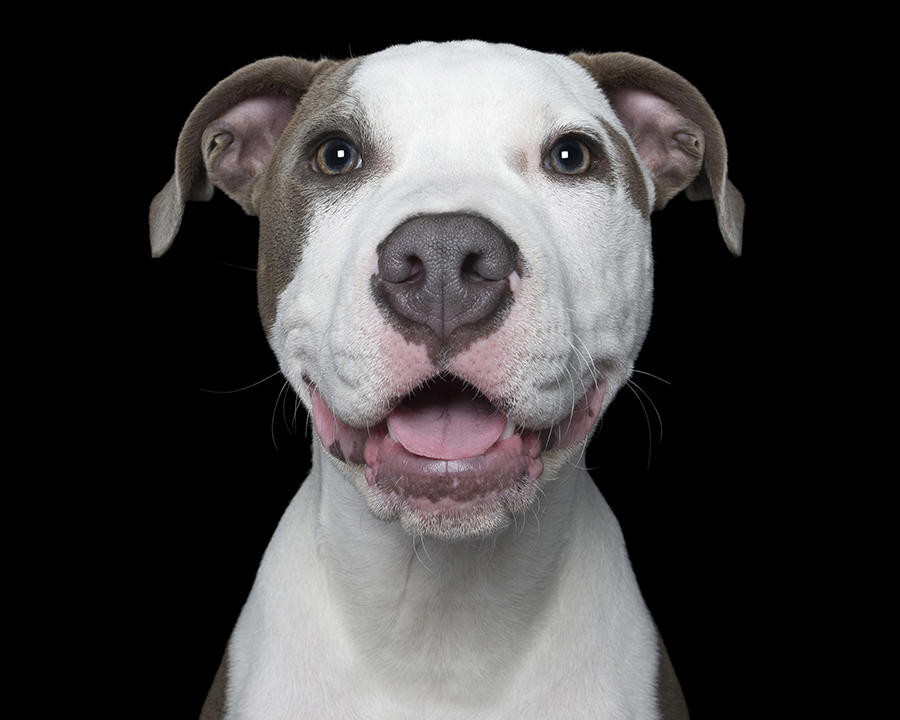 Happy Pooch Face 