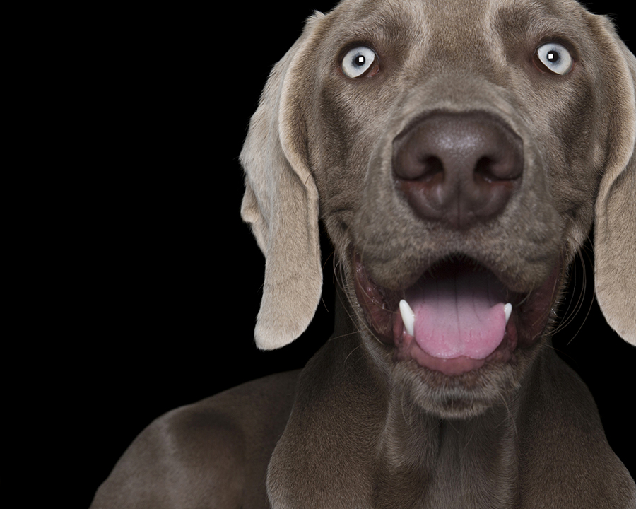 Happy Pooch Face 