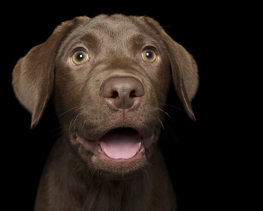 Happy Pooch Face 