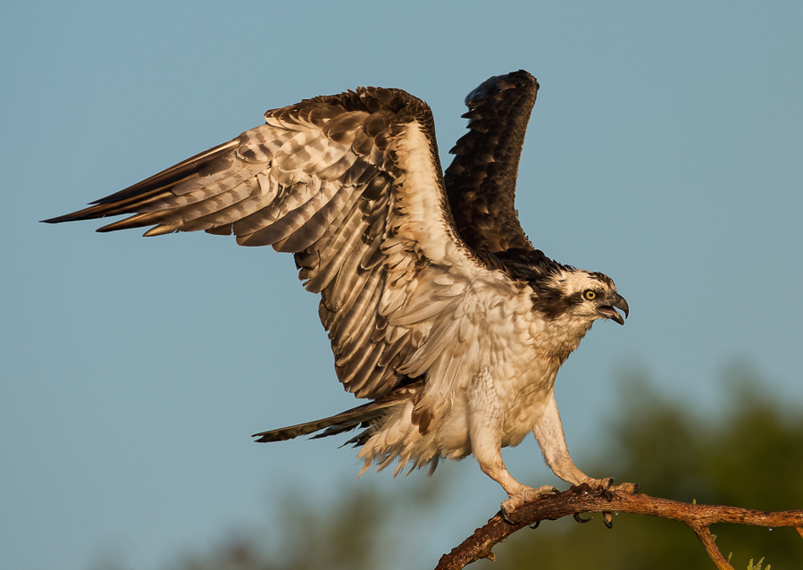 Osprey love