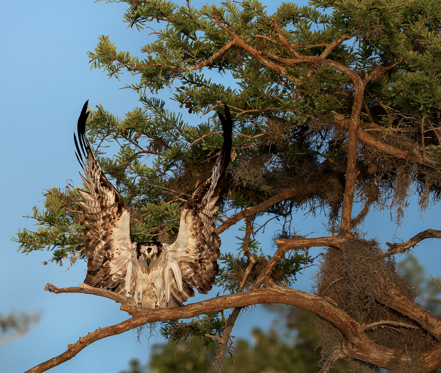Osprey love