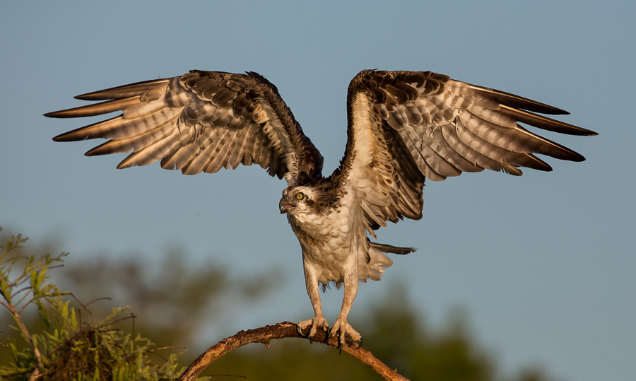 Osprey love