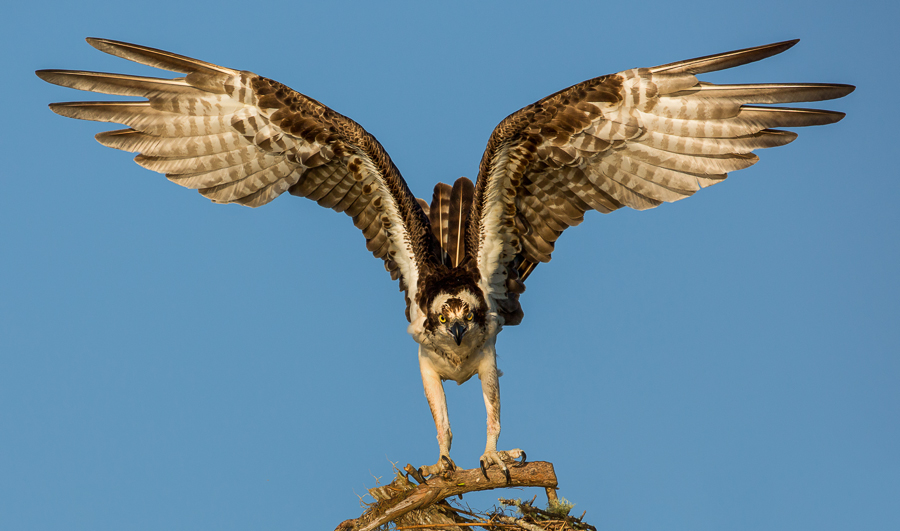 Osprey love