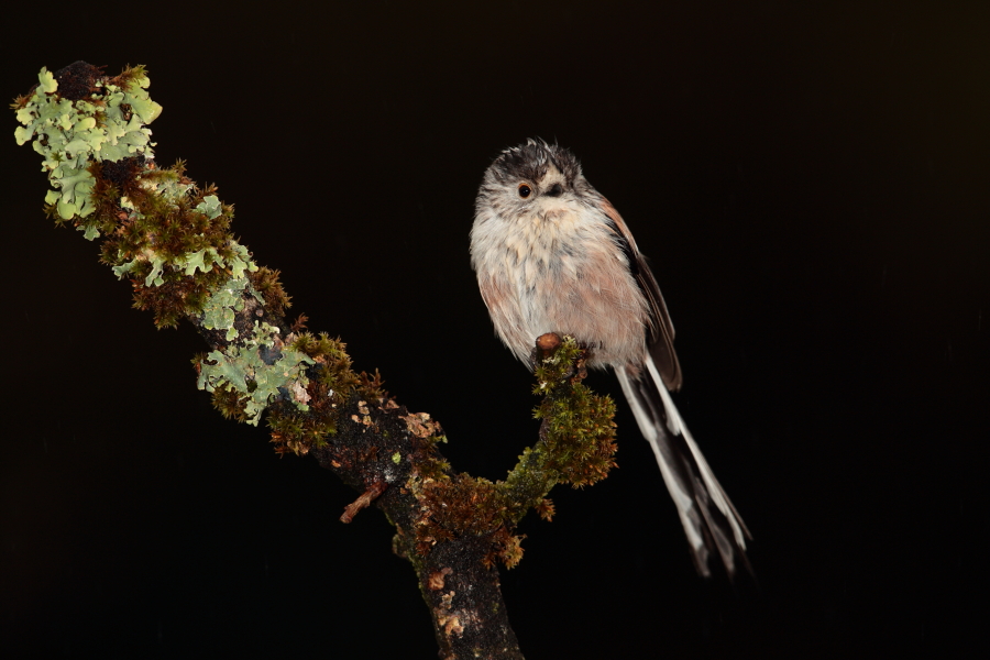 Damp longtail tit.