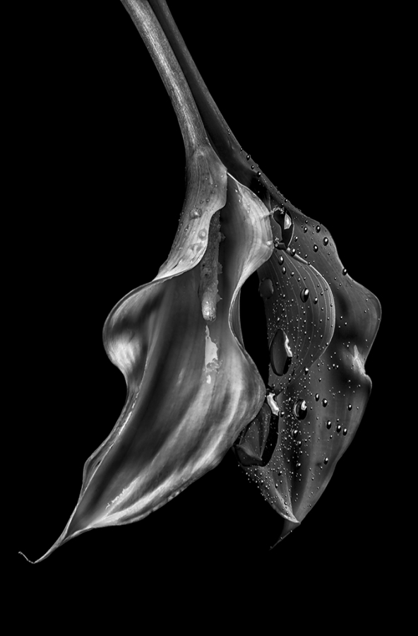 The Purity of Perversion