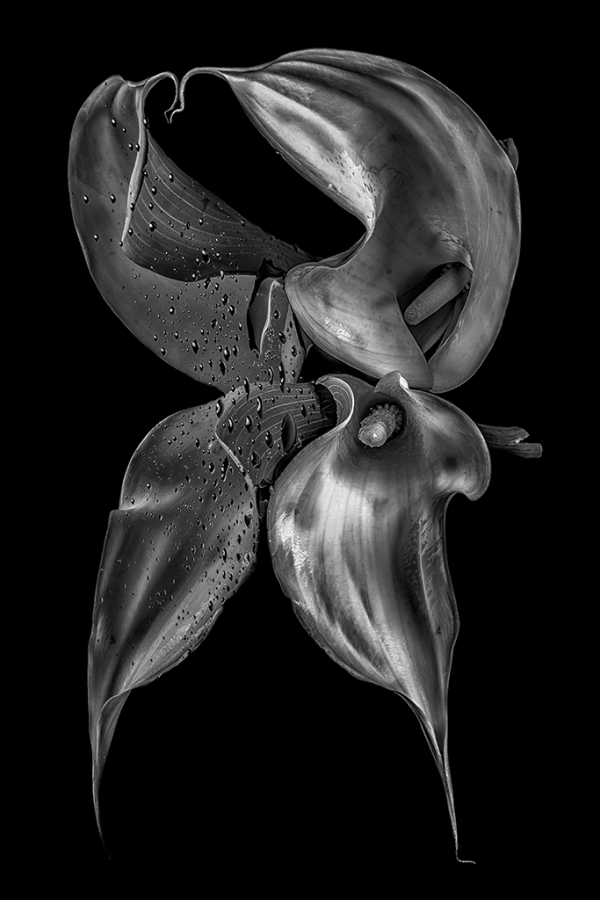 The Purity of Perversion