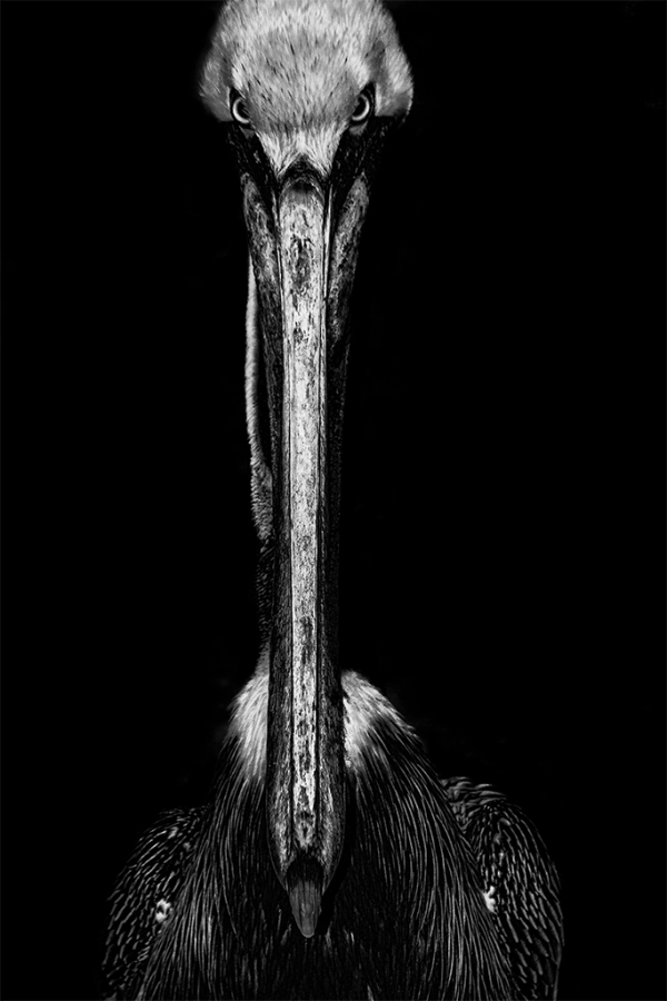Captivity