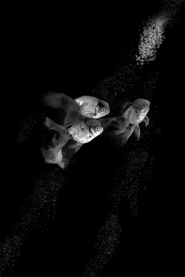 Captivity