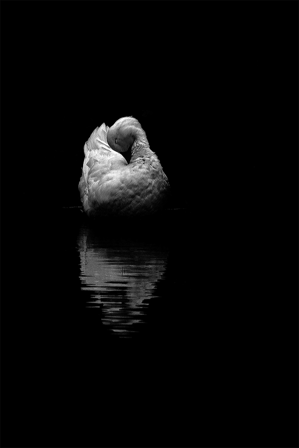 Captivity