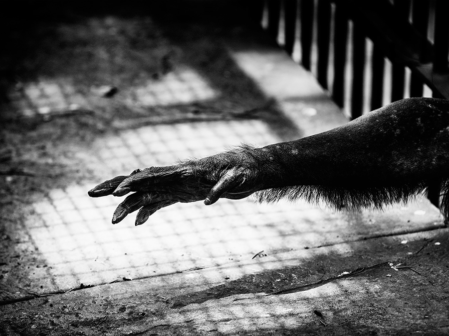 Captive