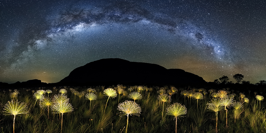 Paepalanthus Galactic