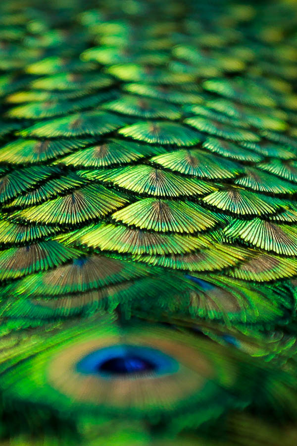 Pathway of Feathers