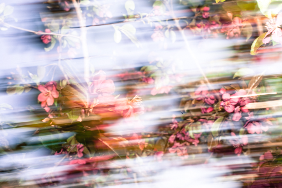 Blossom