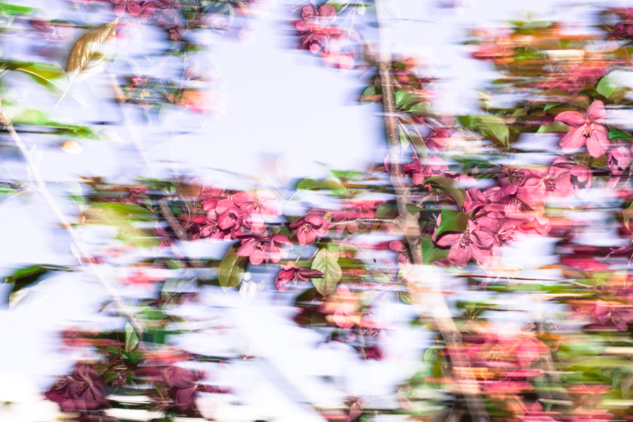 Blossom