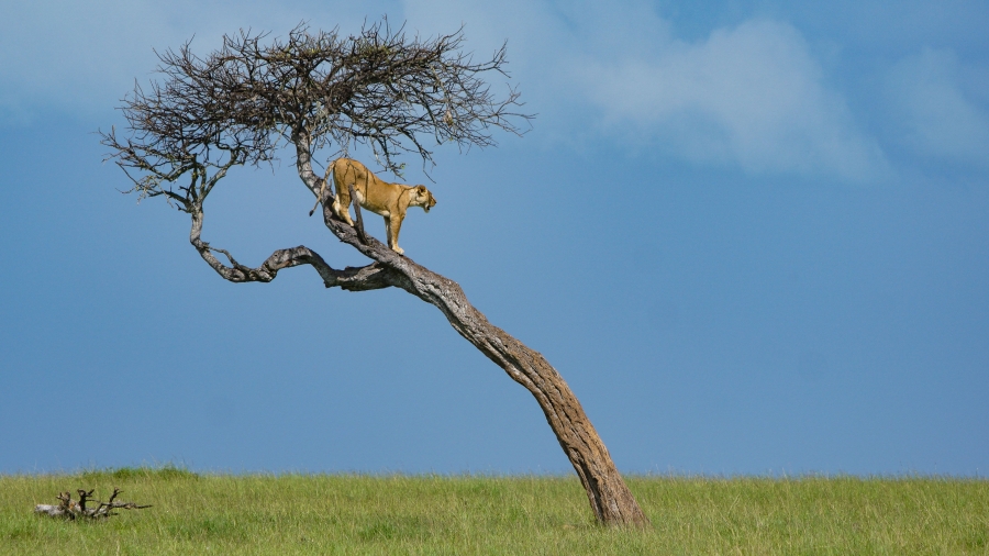 Lioness On The Lookout