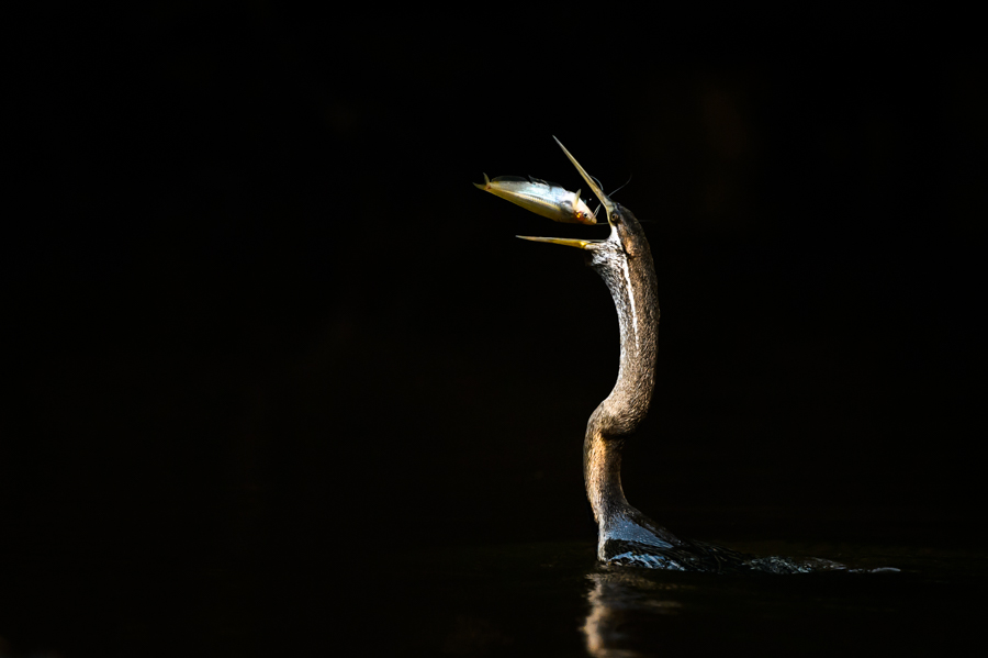 Eye to eye