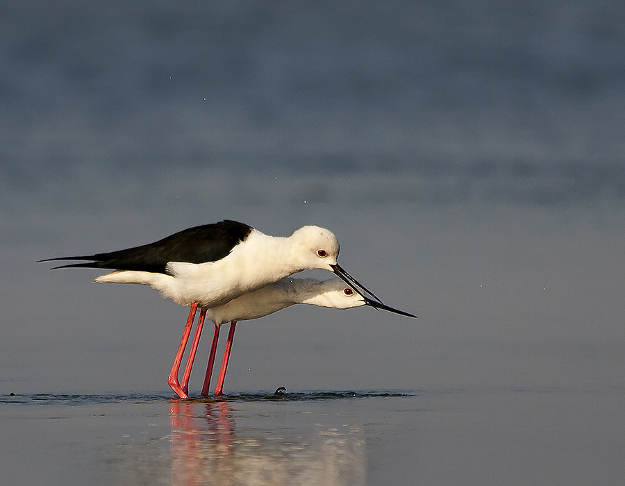 STILT MATING