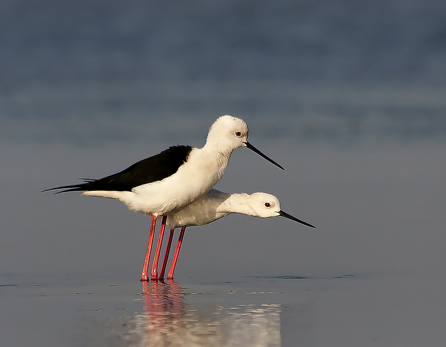 STILT MATING