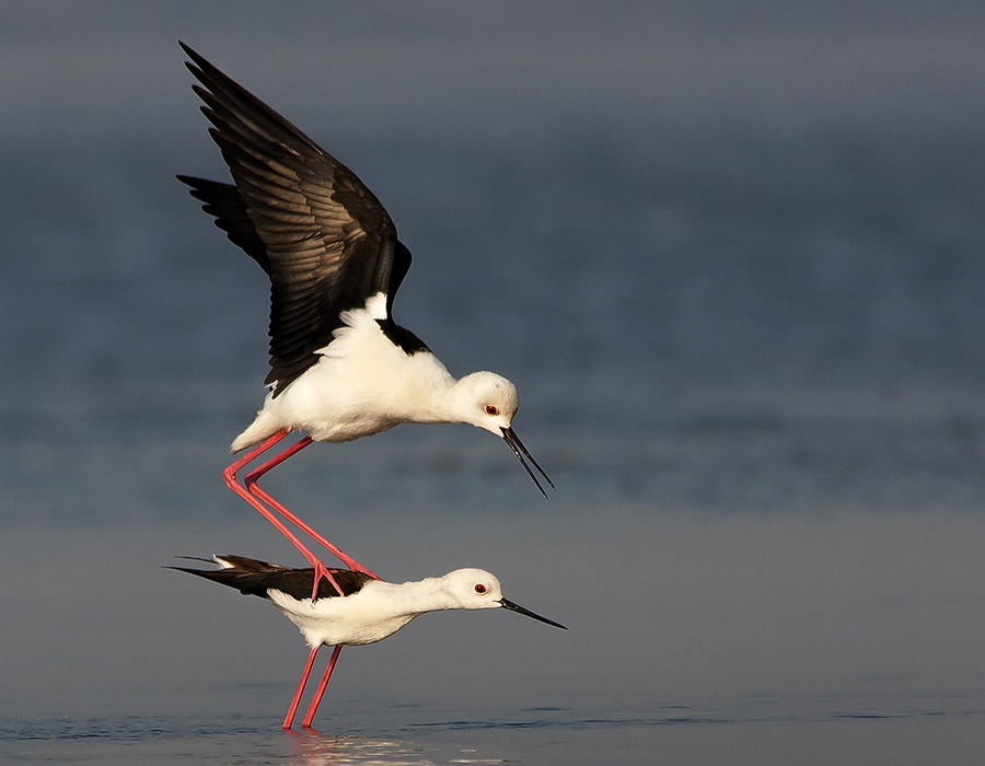 STILT MATING