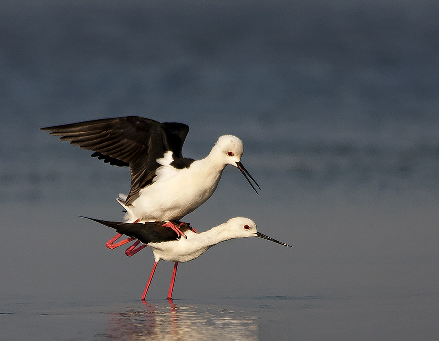 STILT MATING