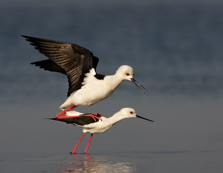 STILT MATING