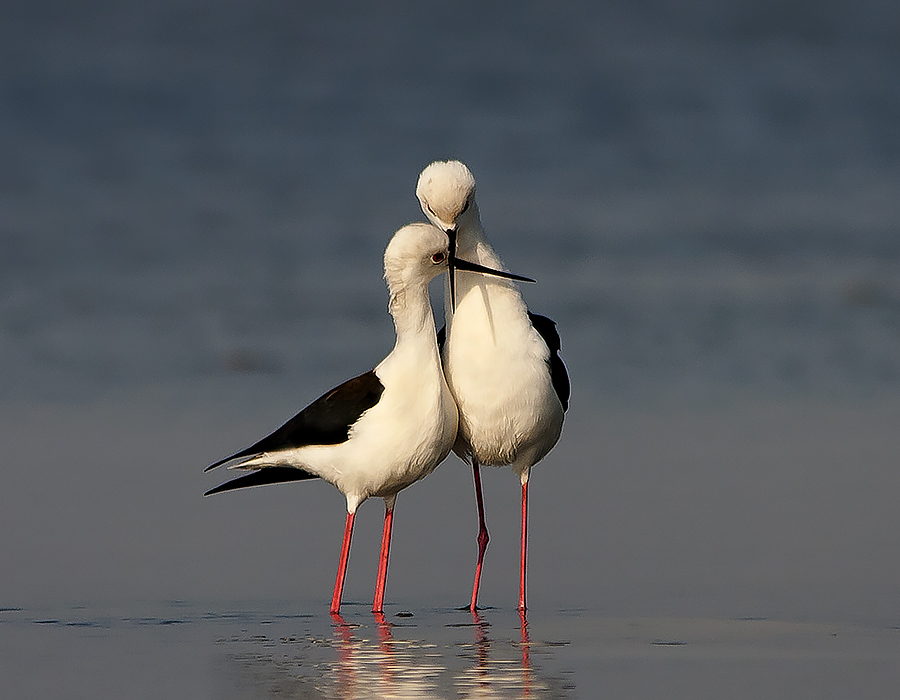 STILT MATING