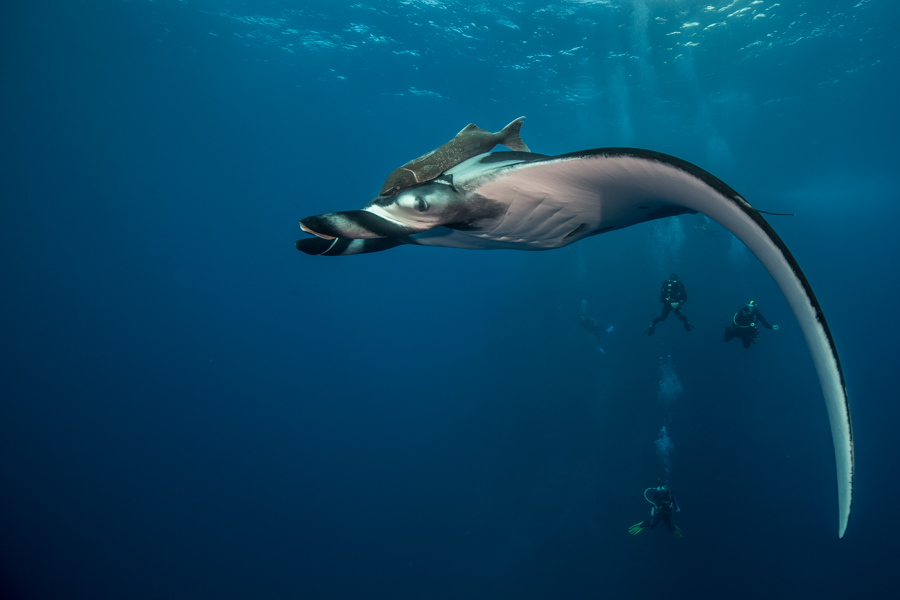 Under the sea