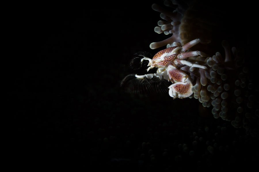 Under the sea