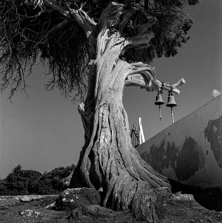 Old Tree - Elevation