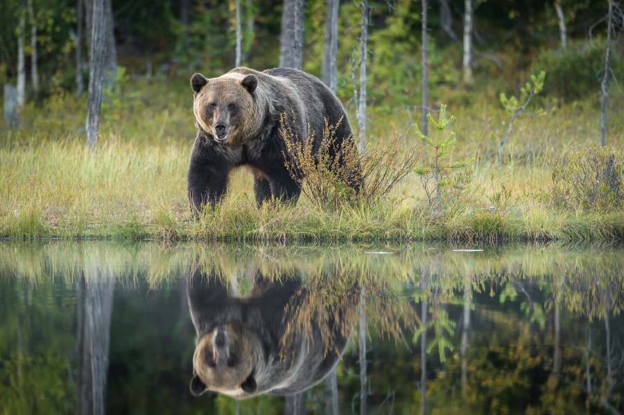 Bear Power