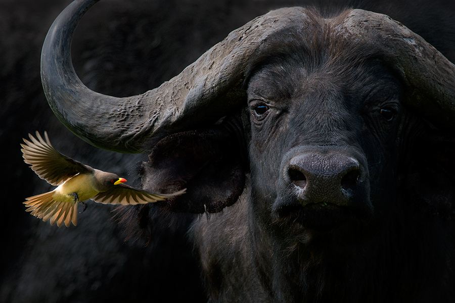 Cape buffalo with Oxpecker 