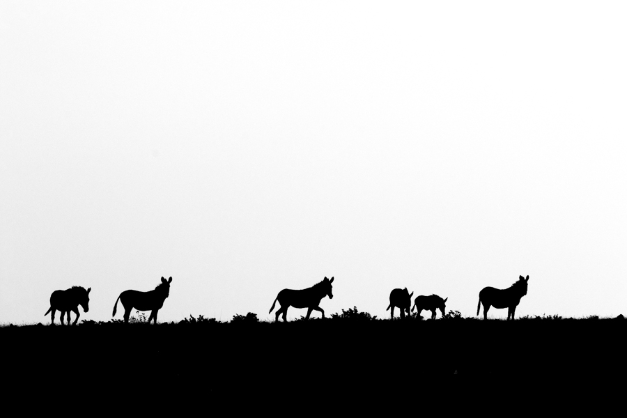 African wildlife silhouettes