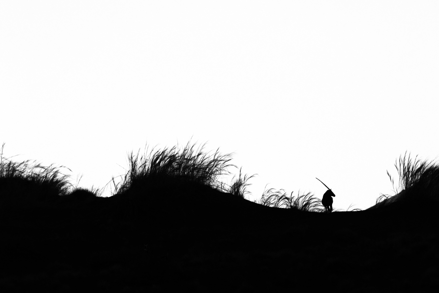 African wildlife silhouettes