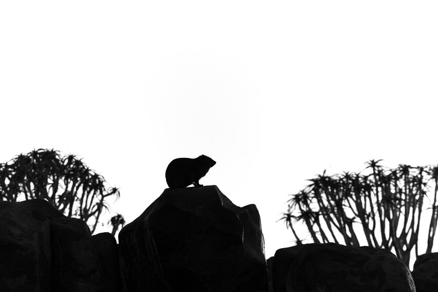 African wildlife silhouettes