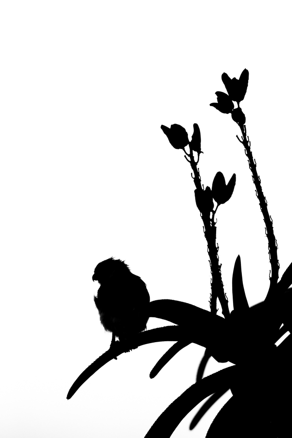 African wildlife silhouettes