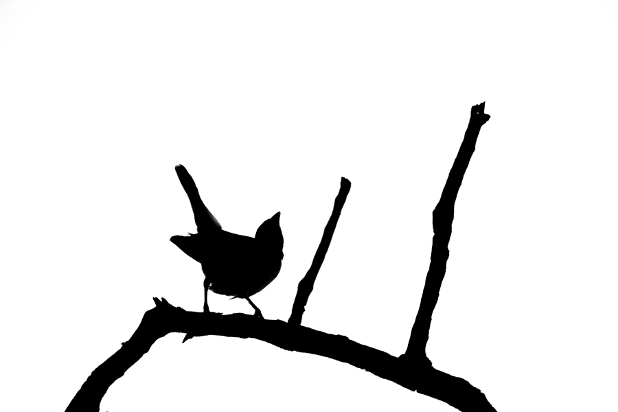 African wildlife silhouettes