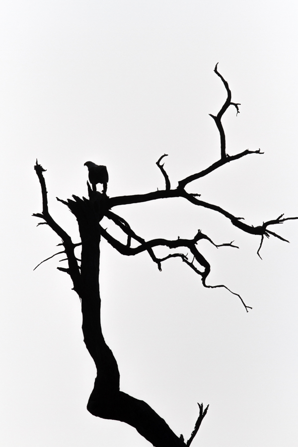 African wildlife silhouettes