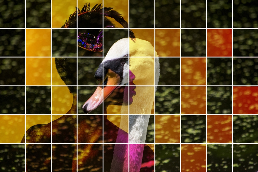 Jigsaw Symbiosis