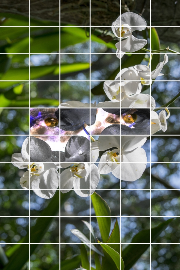 Jigsaw Symbiosis
