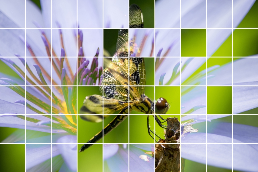 Jigsaw Symbiosis