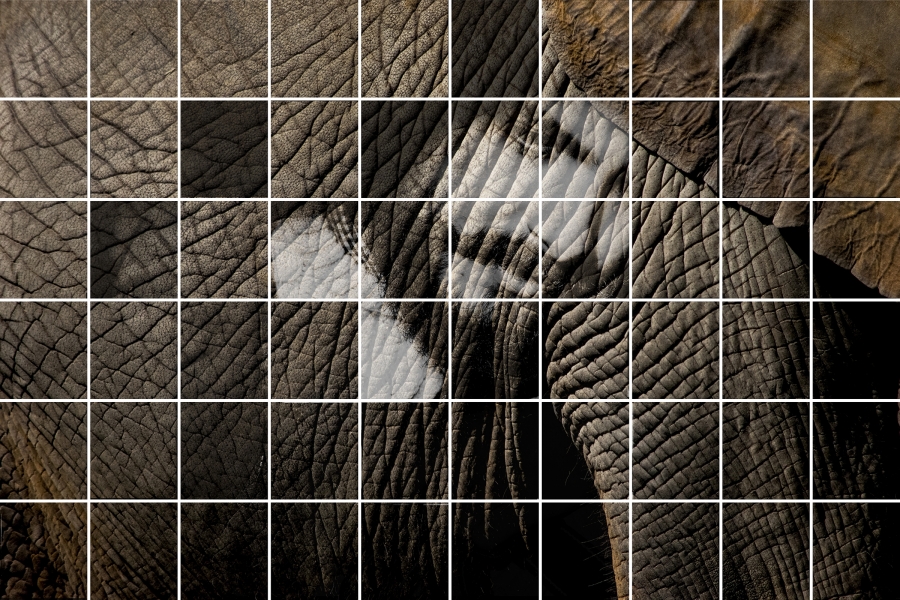 Jigsaw Symbiosis