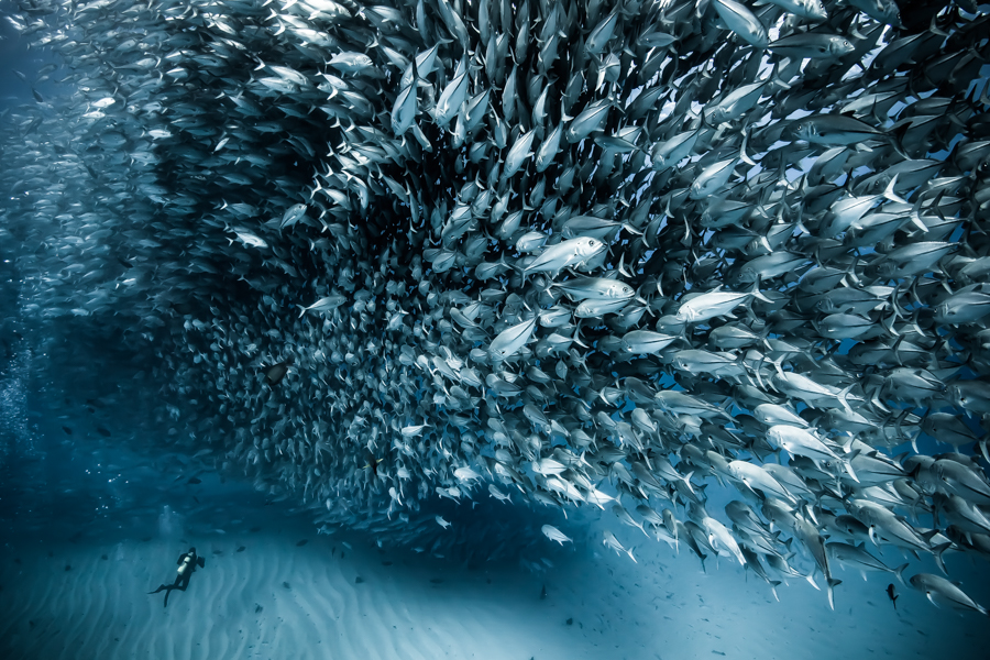 Diver at Cabo Pulmo