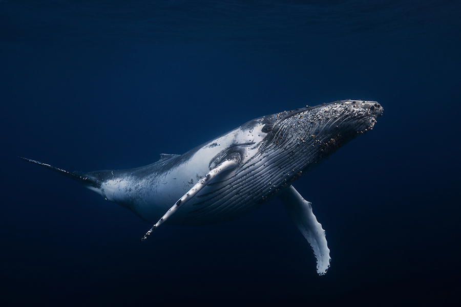 Humpback Whale