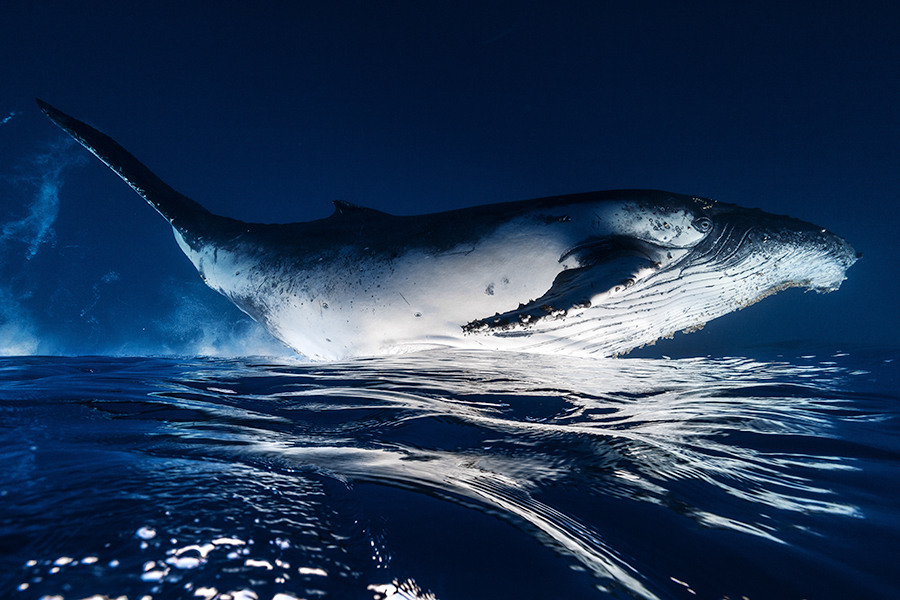 Humpback Whale