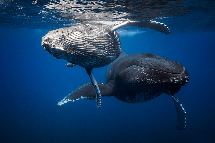 Humpback Whale