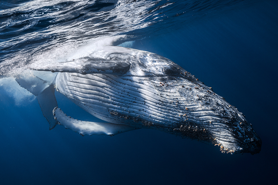 Humpback Whale