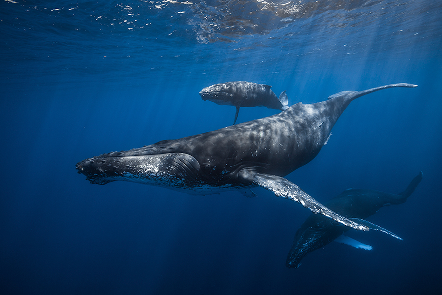 Humpback Whale