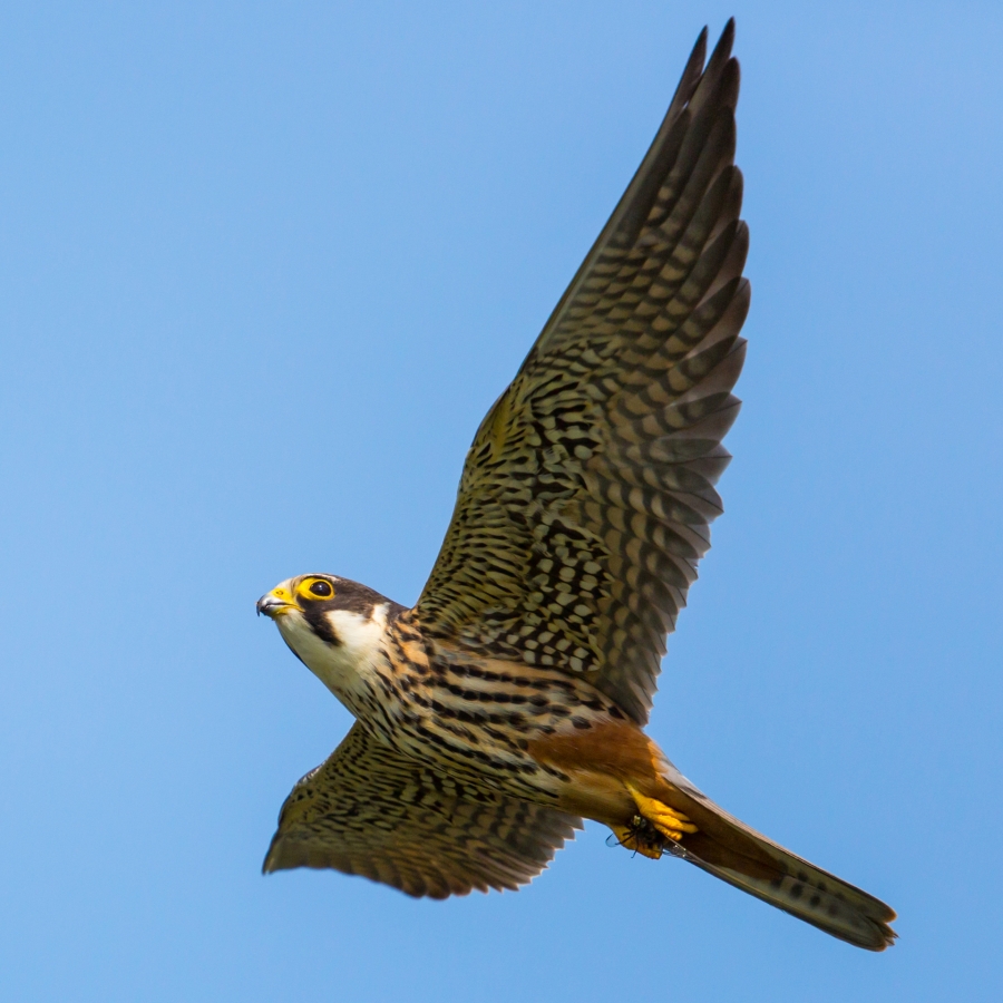 Eurasien Hobby