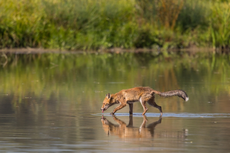 Red Fox