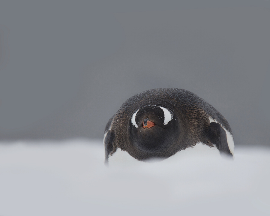 Antarctic Life